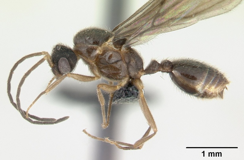 File:Monomorium termitobium casent0133428 profile 1.jpg