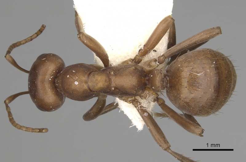 File:Polyergus mexicanus casent0281074 d 1 high.jpg