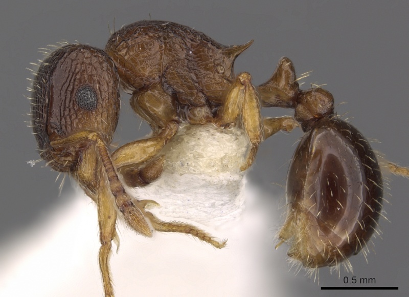 File:Tetramorium nube casent0901120 p 1 high.jpg