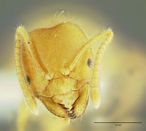 A. acutiventris hd.jpg