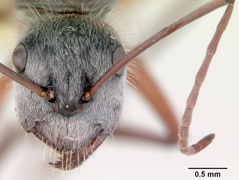 File:Camponotus setosus casent0172149 head 1.jpg