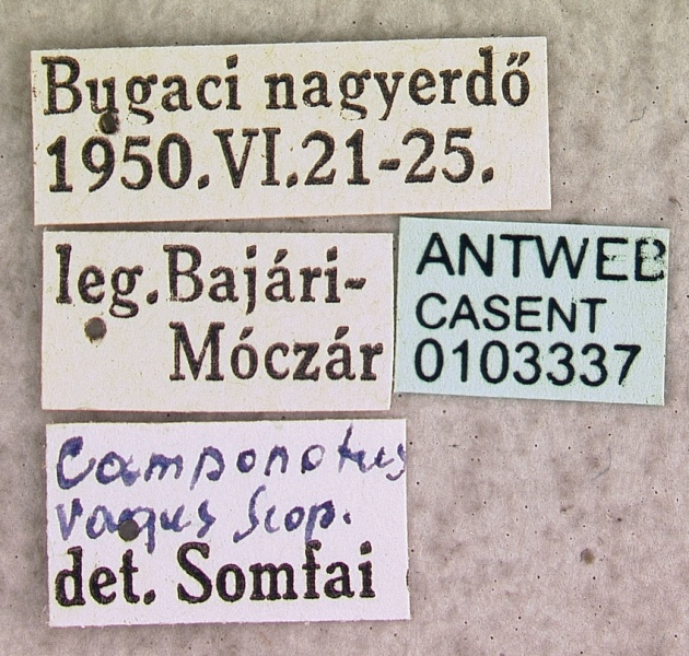 File:Camponotus vagus casent0103337 label 1.jpg