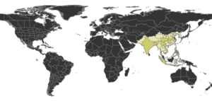 Gauromyrmex Distribution.png