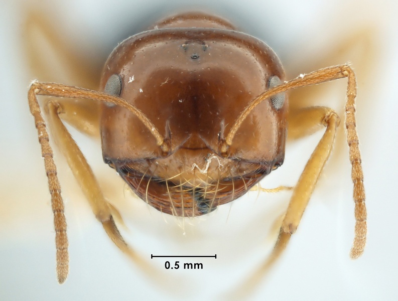 File:MCZ-ENT00023042 Melophorus turneri perthensis hef.jpg