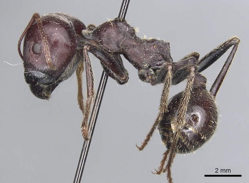 File:Messor cephalotes casent0904140 p 1 high.jpg