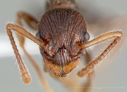 Myrmica punctinops H casent0005706.jpg