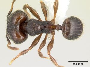 Pheidole carinote jtlc000014056 d 1 high.jpg