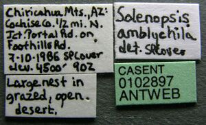 Solenopsis amblychila casent0102897 label 1.jpg