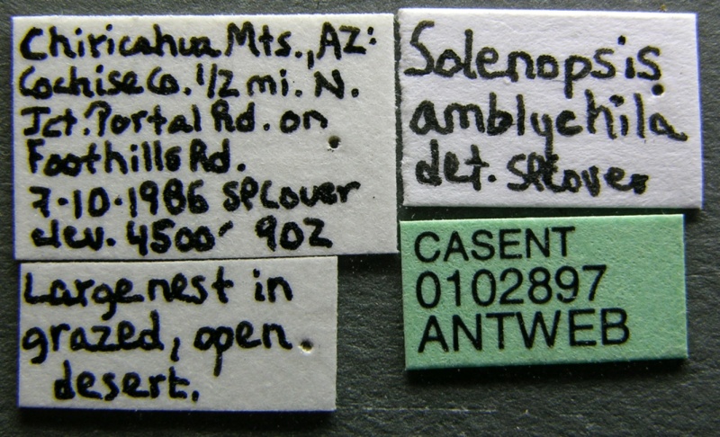 File:Solenopsis amblychila casent0102897 label 1.jpg