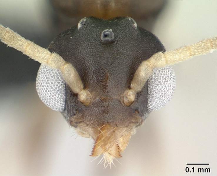 File:Technomyrmex vitiensis casent0178897 head 1.jpg