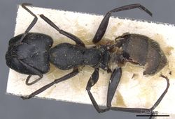 Camponotus chyrusurs securifer casent0905446 d 1 high.jpg