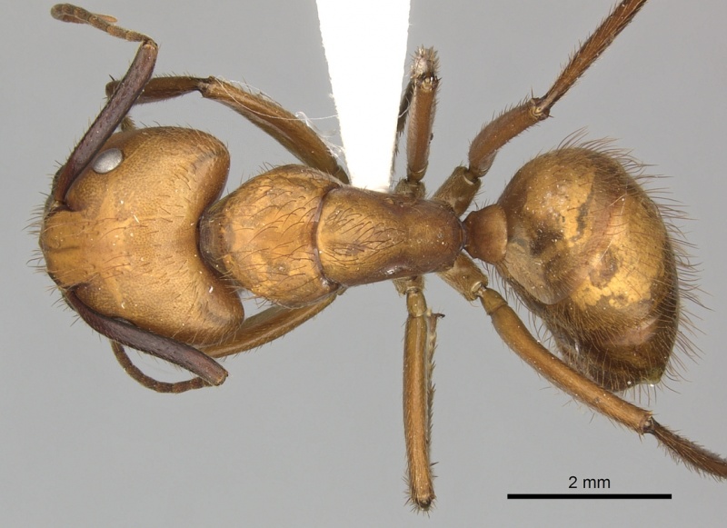 File:Camponotus hannani casent0619233 d 1 high.jpg