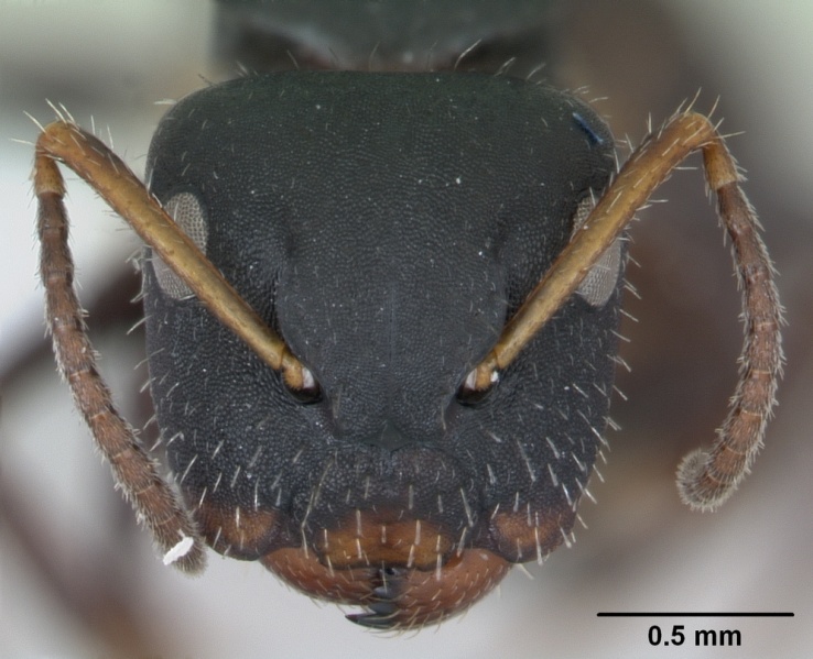 File:Camponotus iheringi casent0173424 head 1.jpg