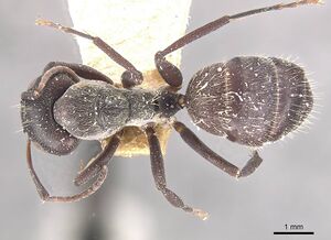 Camponotus olivieri casent0910482 d 1 high.jpg