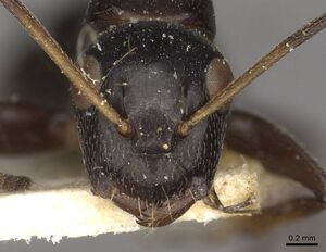 Camponotus reticulatus casent0910527 h 1 high.jpg