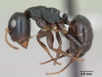 Camponotus sanctaefidei casent0173445 profile 1.jpg