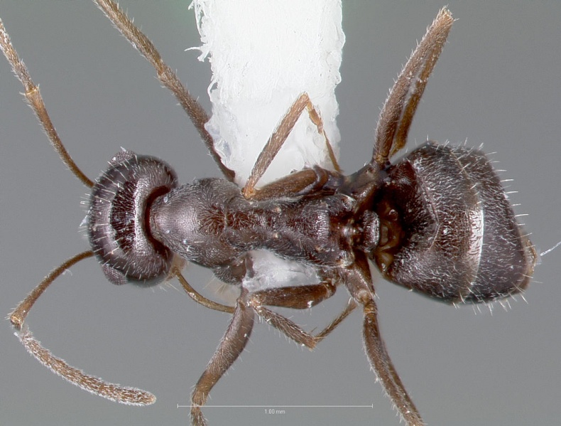 File:Myrmecocystus lugubris casent0005885 dorsal 1.jpg