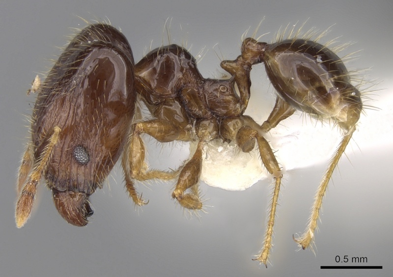 File:Pheidole elisae casent0281689 p 1 high.jpg