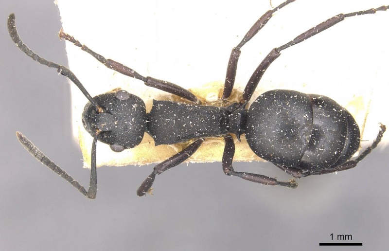 File:Polyrhachis durbanensis casent0910944 d 1 high.jpg