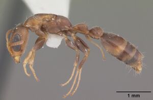 Pseudomyrmex elongatus casent0103898 profile 1.jpg