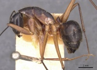 Camponotus pompeius casent0905240 p 1 high.jpg