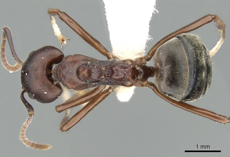 File:Dolichoderus coniger casent0906204 d 1 high.jpg