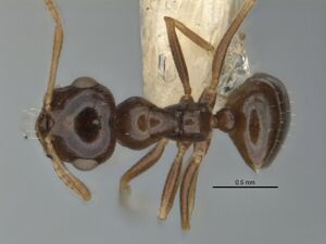 Melophorus diversus minor top ANIC32-900186.jpg