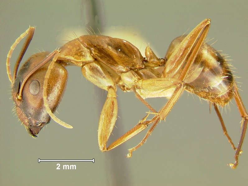 File:Camponotus-variegatus-dulcisL.jpg