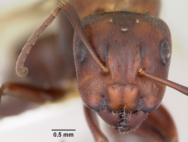 File:Camponotus cuauhtemoc casent0103415 head 1.jpg