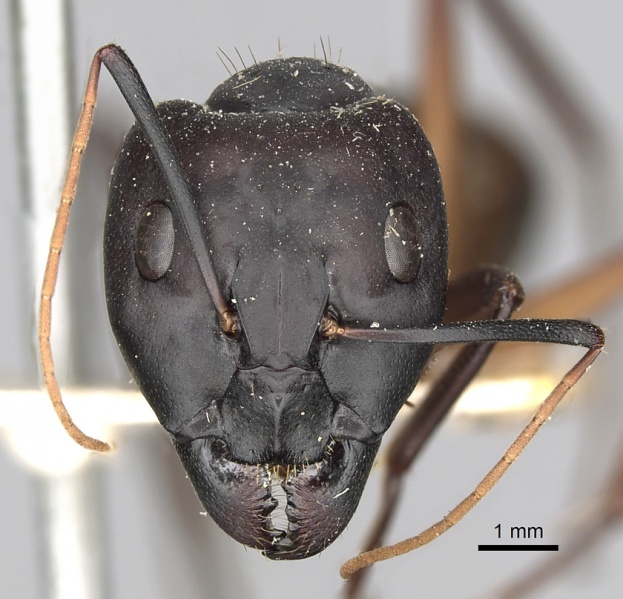 File:Camponotus oasium casent0249629 h 1 high.jpg