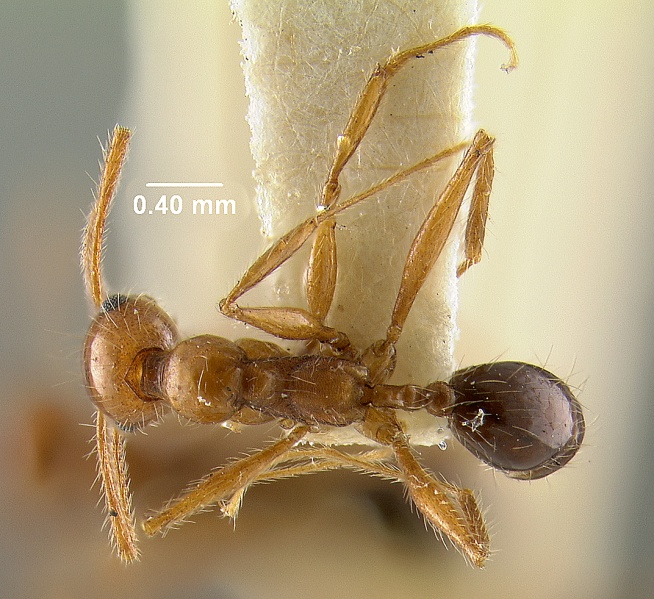 File:MCZ-ENT00020688 Pheidole jelskii-had.jpg