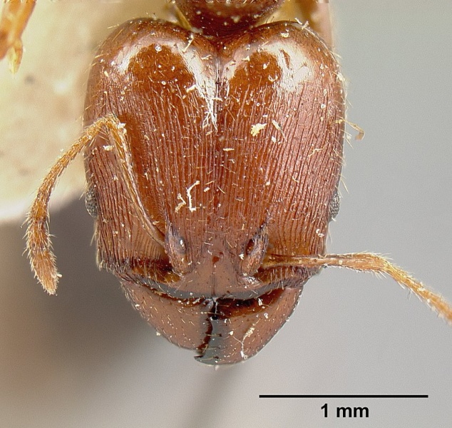 File:Pheidole exarata jtlc000014080 head 1.jpg