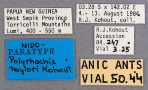 Polyrhachis taylori labels.jpg