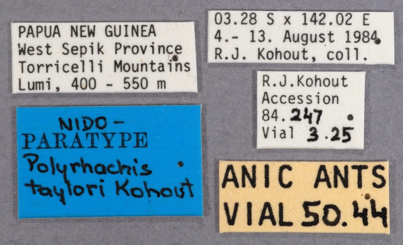 File:Polyrhachis taylori labels.jpg