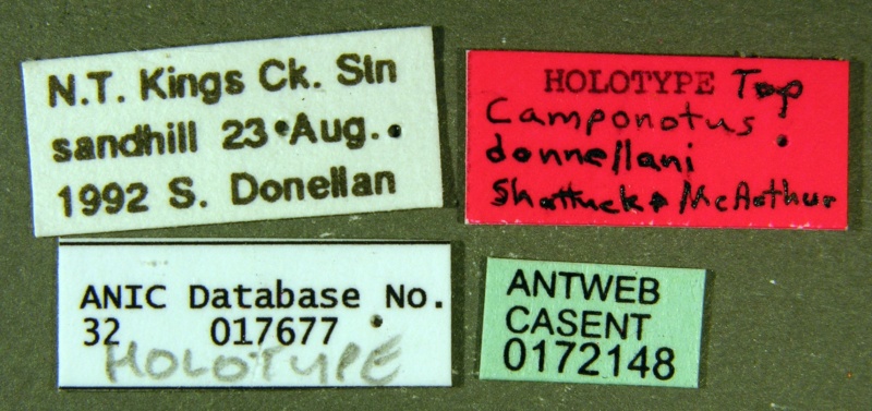 File:Camponotus donnellani casent0172148 label 1.jpg