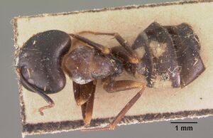 Camponotus quadrimaculatus sellaris casent0102435 dorsal 1.jpg