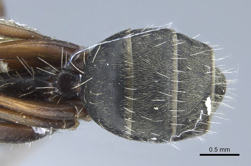 File:Camponotus rusticus casent0914428 d 2 high.jpg