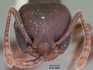 Crematogaster opaca casent0104693 head 1.jpg