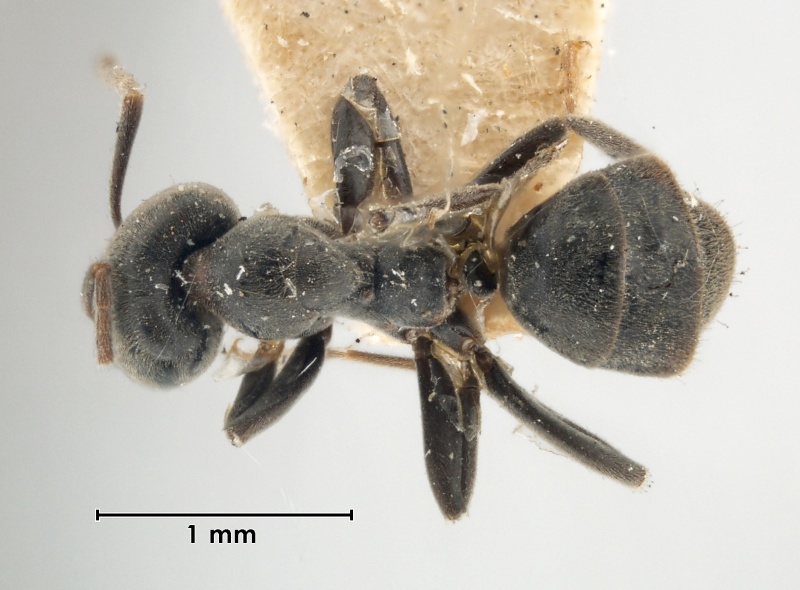 File:MCZ-ENT00021271 Iridomyrmex itinerans var depilis had.jpg