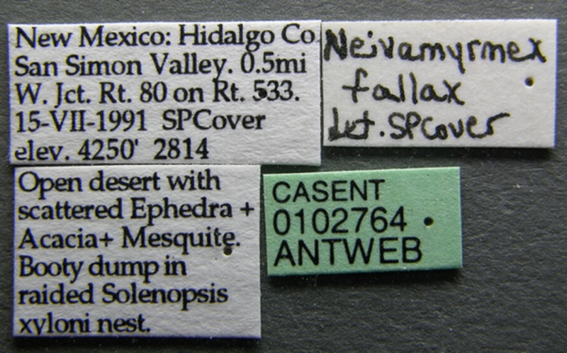 File:Neivamyrmex swainsonii casent0102764 label 1.jpg
