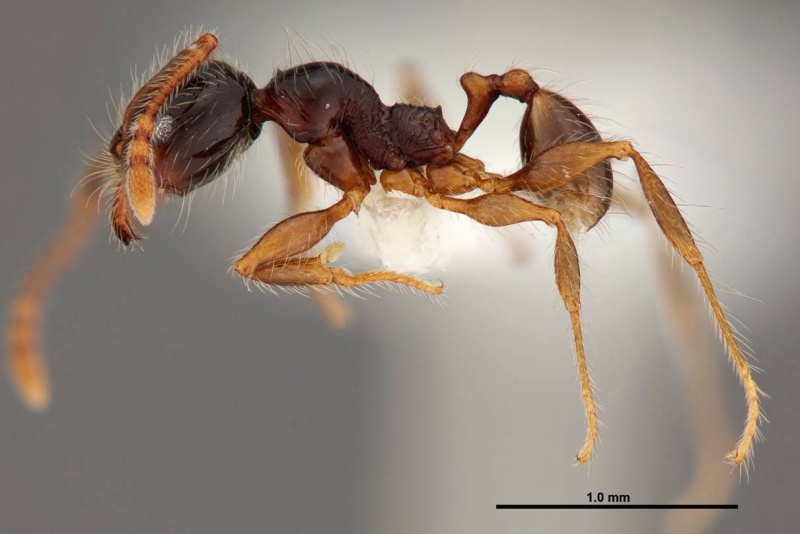 File:Pheidole bigote jtlc000014973 p 1 high.jpg