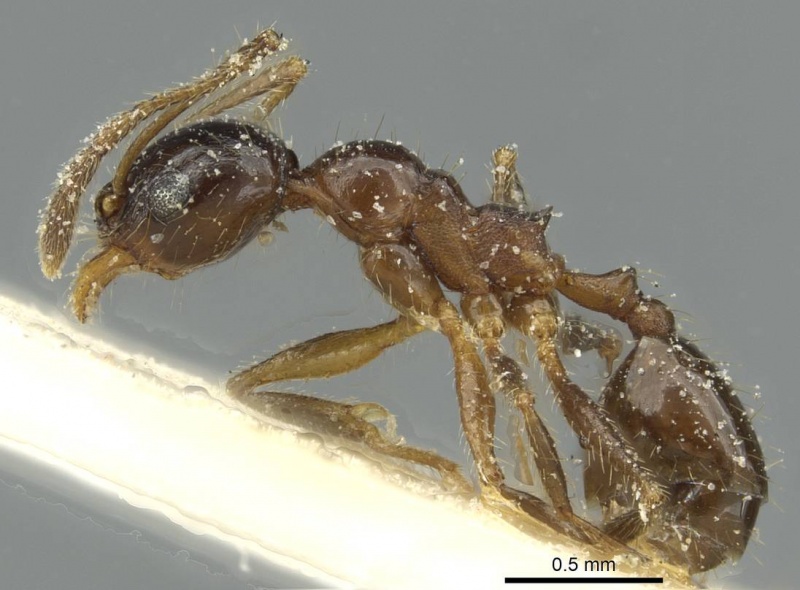 File:Pheidole blumenauensis casent0913279 p 1 high.jpg