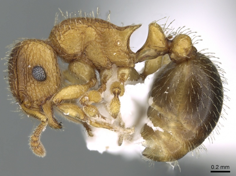 File:Tetramorium latinode casent0906432 p 1 high.jpg