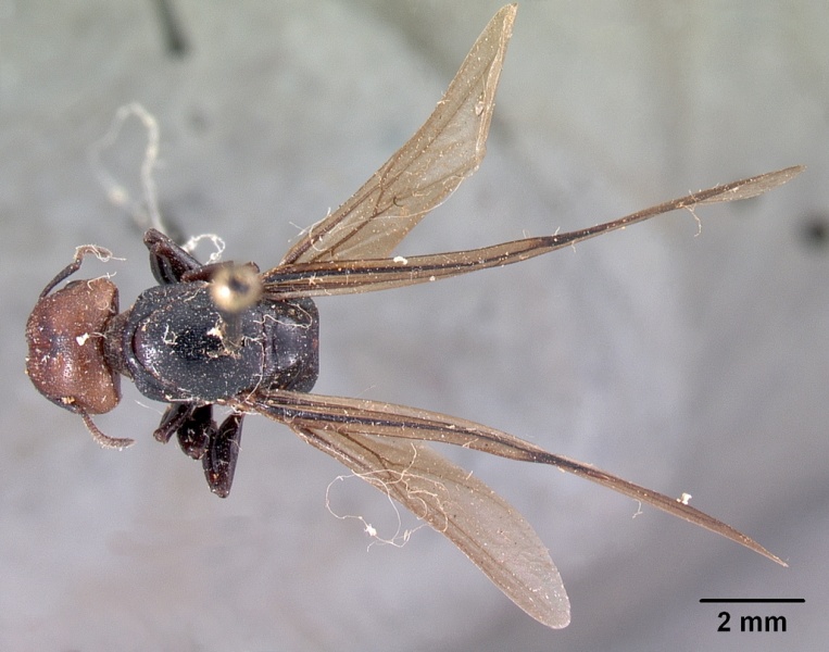 File:Atopomyrmex cryptoceroides casent0102046 dorsal 2.jpg