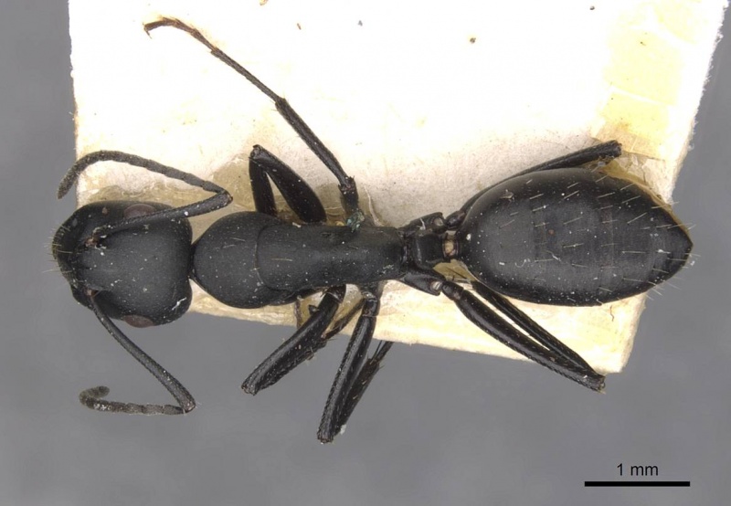 File:Camponotus bruchi casent0909965 d 1 high.jpg
