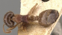 Crematogaster hogsoni casent0908583 d 1 high.jpg