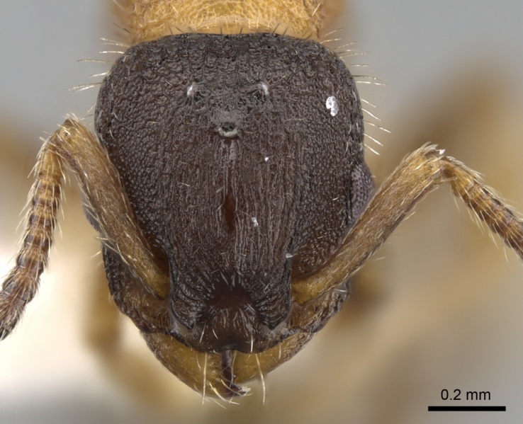 File:Leptothorax goesswaldi casent0281814 h 1 high.jpg