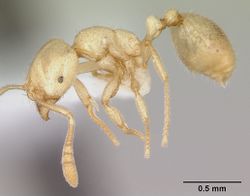 Monomorium ferodens casent0173588 profile 1.jpg