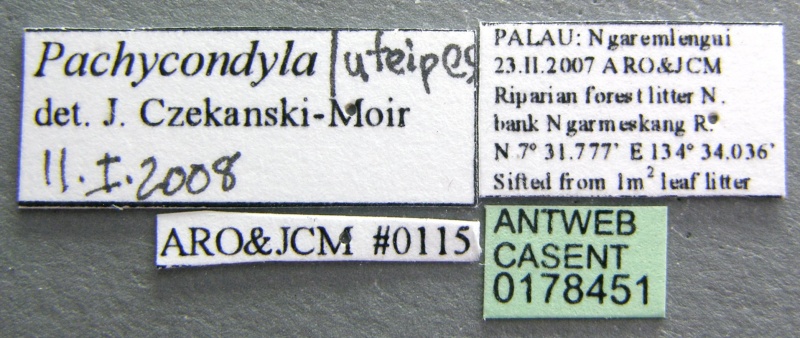 File:Pachycondyla luteipes casent0178451 label 1.jpg