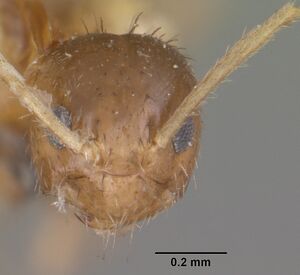 Paratrechina madagascarensis casent0101319 head 1.jpg